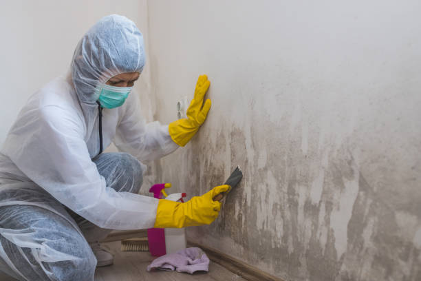 Environmental Consulting for Mold Prevention in Sycamore, GA